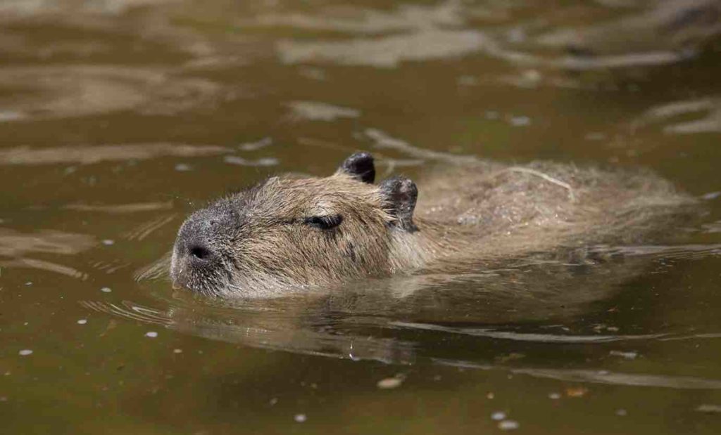 カピバラとは - カピゴン松島｜カピバラ / 探検家 / ビバ南米 / 野生