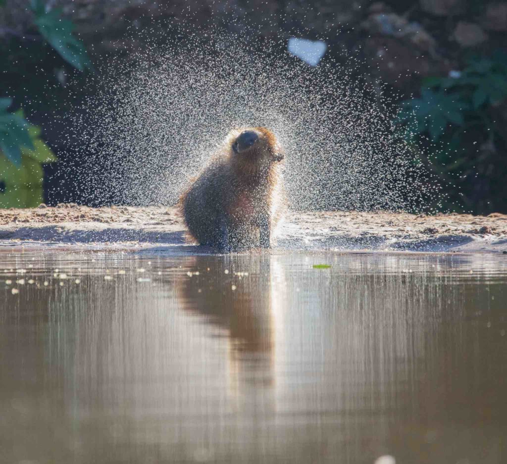 カピバラとは - カピゴン松島｜カピバラ / 探検家 / ビバ南米 / 野生
