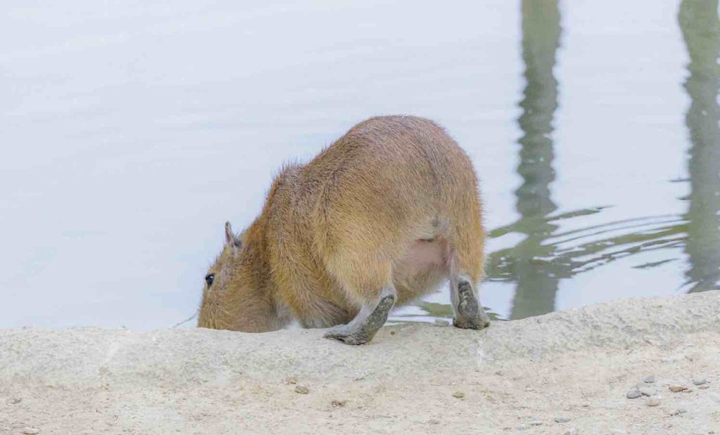 カピバラとは - カピゴン松島｜カピバラ / 探検家 / ビバ南米 / 野生